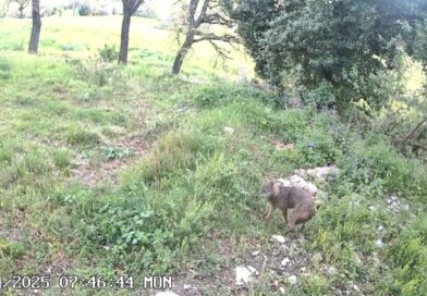 Lupi scatenati, tre vitelli sbranati in una settimana. Coldiretti Pesaro Urbino: “Allevatori esasperati”