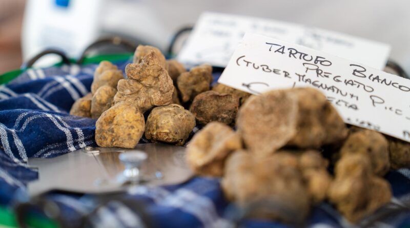 Francia e Germania, mezza Europa a Pergola. La Fiera Internazionale del Tartufo concede il bis